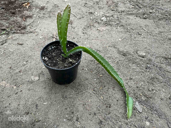 Pitahaya