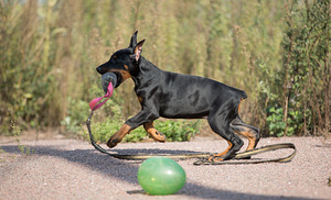 Dobermann female (5 foto / 10)