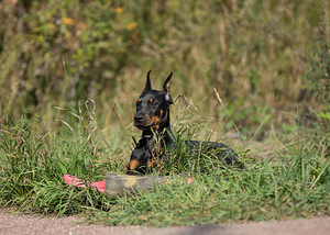Dobermann female (6 foto / 10)