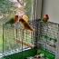 Papagoi (foto #2)