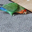 Papagoi (foto #4)