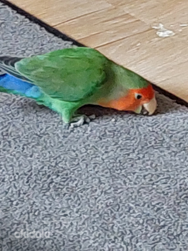 Papagoi (foto #4)