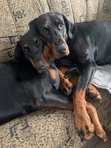Doberman (3 foto / 3)