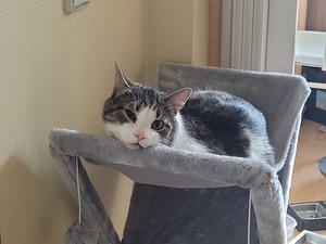 Väga südamlik kass ootab uusi omanikke (2 foto / 5)