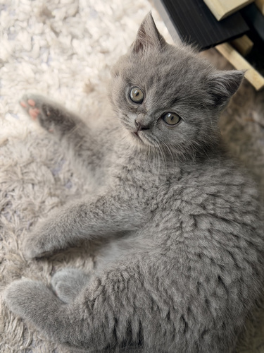 Шотландский котёнок
