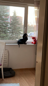 Taksikoer (4 foto / 4)