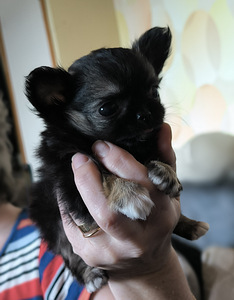 Isane Chihuahua kutsikas William. müüdud (2 foto / 3)