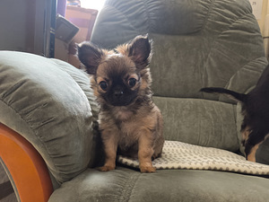 Väga ilus isane Chihuahua kutsikas (2 foto / 2)