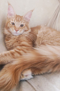 Котята мейн кун (5 фото из 10)