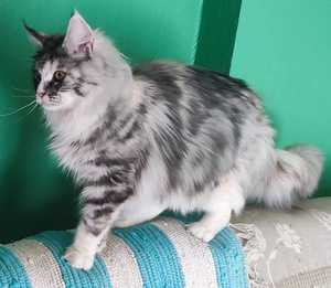Котята мейн кун (10 фото из 10)