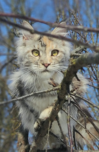 Котята мейн кун (1 фото из 10)
