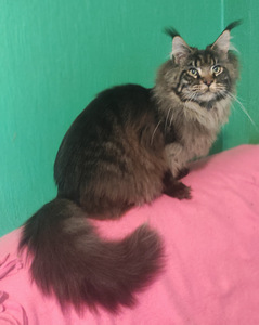 Котята мейн кун (5 фото из 10)