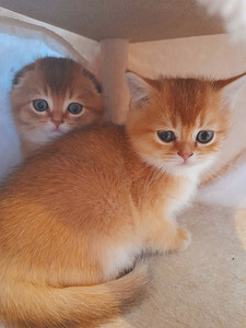 Scottish fold kassipojad (2 foto / 6)