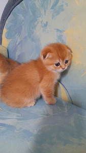 Scottish fold emane (1 foto / 3)