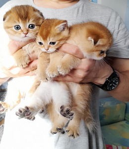 Scottish fold emane (3 foto / 3)