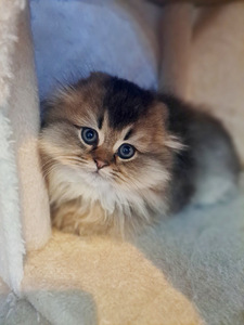 Scottish Fold WCF (2 foto / 4)