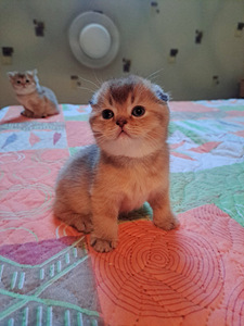 Scottish fold kuldsed kassipojad (1 foto / 4)