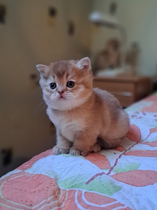 Scottish fold kuldsed kassipojad (3 foto / 4)