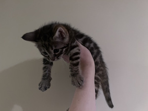 Котята (1 фото из 3)