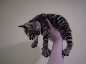 Котята (3 фото из 3)