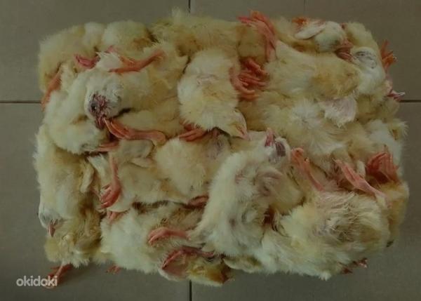 Суточные цыплята 5 кг (фото #1)