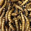 Dubia, Kilke, Zophobase, Мучные черви - живые и замороженные (фото #1)