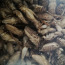 Замороженные сверчки и Туркменистанкий таракан (фото #1)