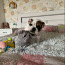 Inglise buldogi kutsikas / English bulldog puppy (foto #2)