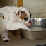 Inglise buldogi kutsikas / English bulldog puppy (foto #3)