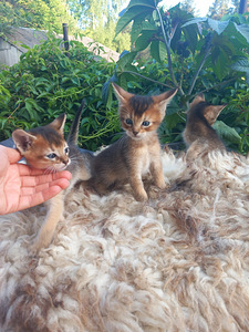 Котята чаузи (4 фото из 8)