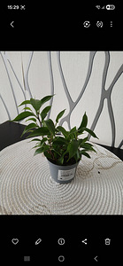 Toataimed (2 foto / 6)