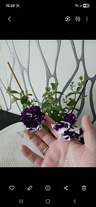 Toataimed (6 foto / 6)