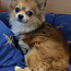 Kaabel / Poiss Chihuahua pikakarvaline (foto #1)