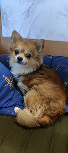 Kaabel / Poiss Chihuahua pikakarvaline