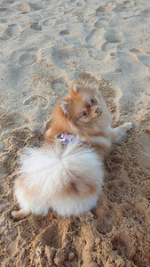 Pomeranian otsib poissi (2 foto / 2)