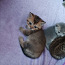 Brittiläiset kissanpennut (valokuva #3)