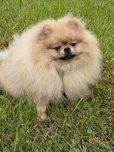 Nukulik pomeranian spitz koer paaritamiseks (2 foto / 4)