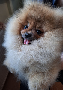 Nukulik pomeranian spitz koer paaritamiseks (4 foto / 4)