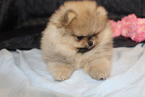 Pomeranian spitz paaritamiseks (2 foto / 6)