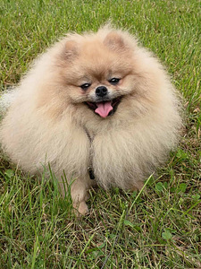 Pomeranian spitz paaritamiseks (1 foto / 6)