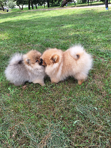 Pomeranian spitz paaritamiseks (4 foto / 6)