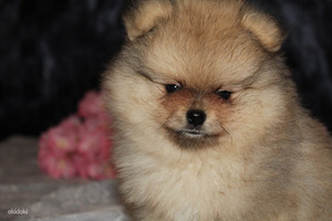 Pomeranian spitz paaritamiseks (5 foto / 6)