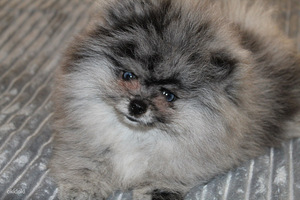 Pomeranian spitz paaritamiseks (6 foto / 6)