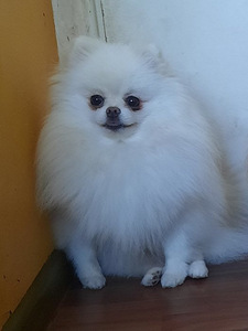 Pomeranian spits, valge tüdruk, FCI (2 foto / 3)