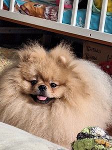 Pomeranian spits, uhke tüdruk (3 foto / 4)