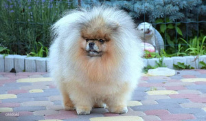 Pomeranian spits, uhke tüdruk (4 foto / 4)