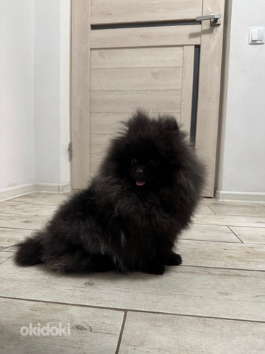 Pomeranian spits, emane
