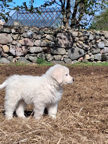 Maremma-Abruzzi lambakoer