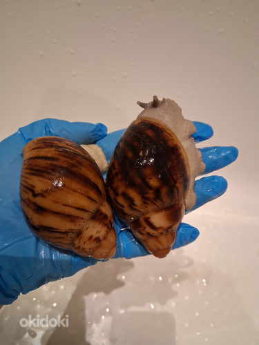 Archachatina marginata ovum