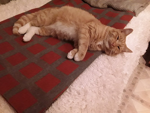Отдам в добрые руки котика. (1 фото из 2)